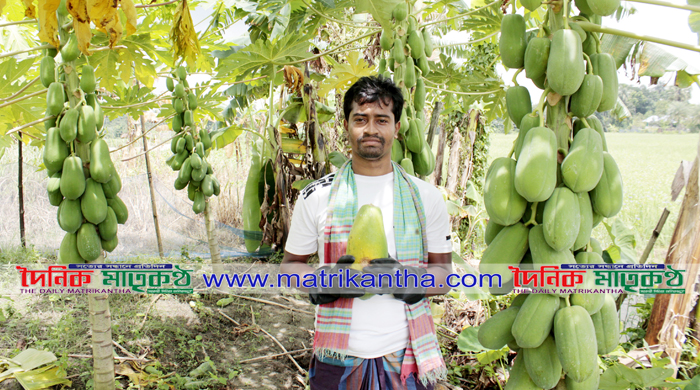  পাংশায় পড়ালেখার পাশাপাশি পেঁপে  চাষে সফল তরুণ উদ্যোক্তা আরিফুল